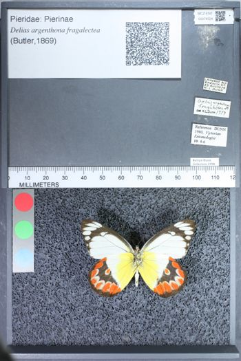 Media type: image;   Entomology 74524